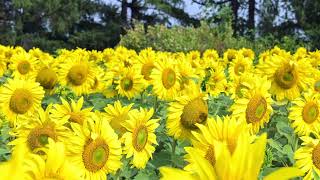 Nature's Gold: Endless Sunflower Fields from Above. Original video 4K