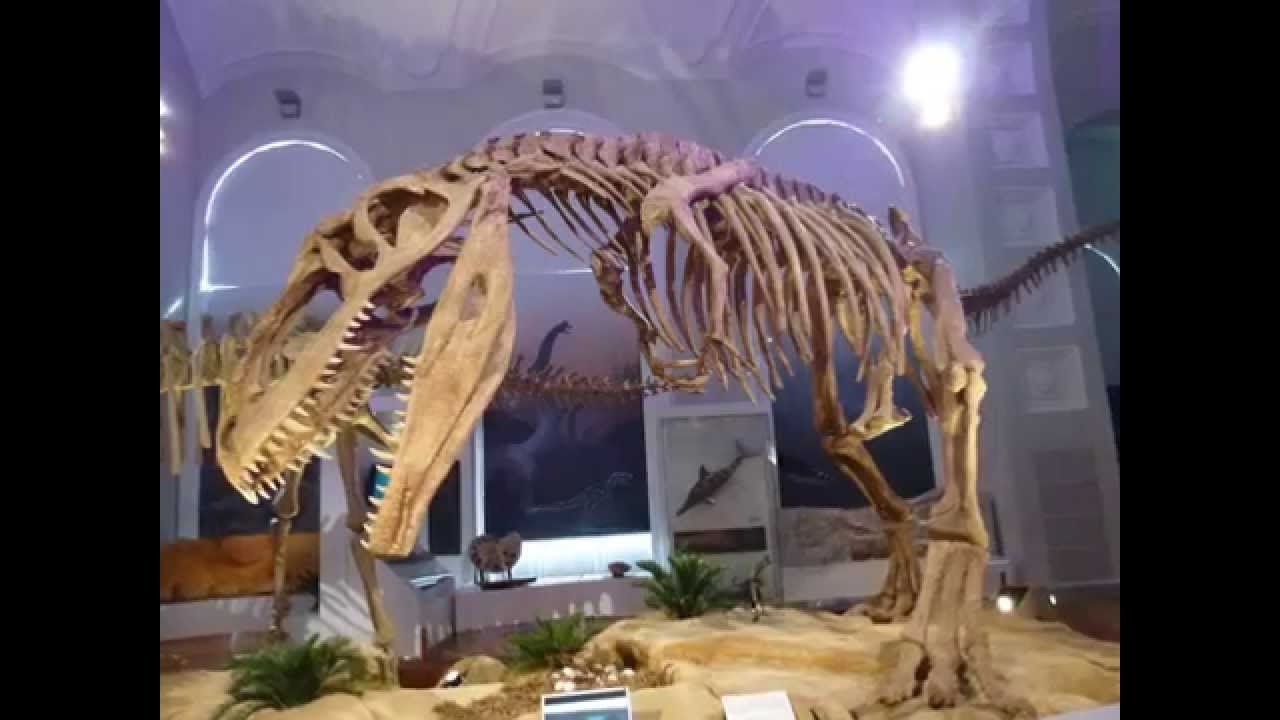 The Finnish Museum of Natural History - YouTube
