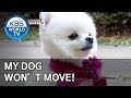 My dog won’t move! [Dogs are incredible/ENG/2020.01.21]