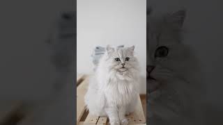 Chill cat 🤍