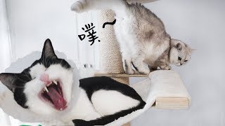 [Cat Live] เพื่อนสนิทแมววางแผนแย่งชิงบัลลังก์ เมื่อบอสแมวเจ็บ!