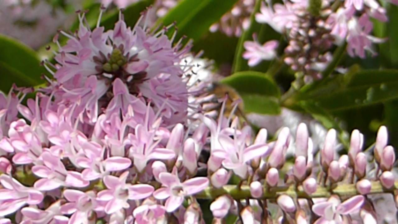 Flowering Hebe Bush - Rósasneplur - Býflugur - Apis mellifera - Skordýr