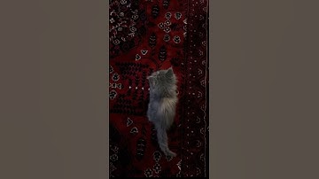 يَا عِبَادِيَ الَّذِينَ آمَنُوا إِنَّ أَرضِي وَاسِعَةٌ فَإِيَّايَ فَاعْبُدُون سورة العنكبوت الاية56