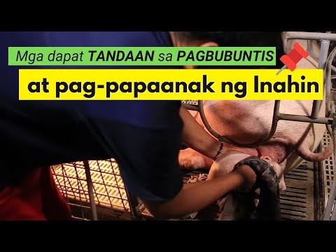 Video: Paano Babaan ang Mga Antas ng Ammonia Na Hindi Masyadong Mataas sa isang Fish Aquarium