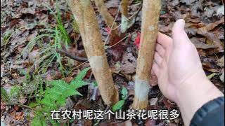 Flowers that cost hundreds of yuan online are worthless if they grow wild in the mountains, abund...