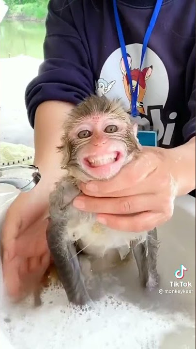 monkey Japan bokep lovely