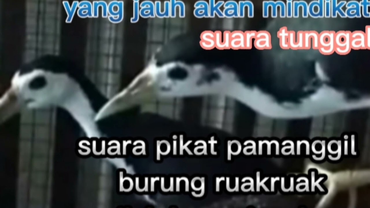 pas untuk malam dan seang hari suara tunggal burung Wak Wak mantap selahkan mincuba