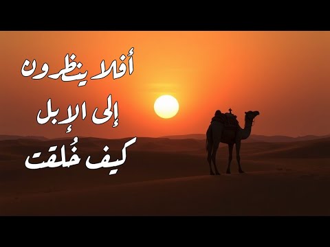 افلا ينظرون الى الابل كيف خلقت