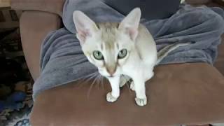 Adorable singapura kitten -