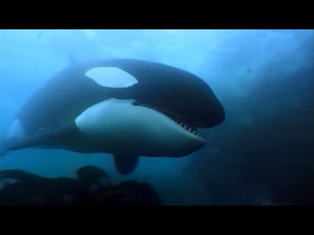 A Man Among Orcas | Orca, Indian ocean | Wildlife documentary class=