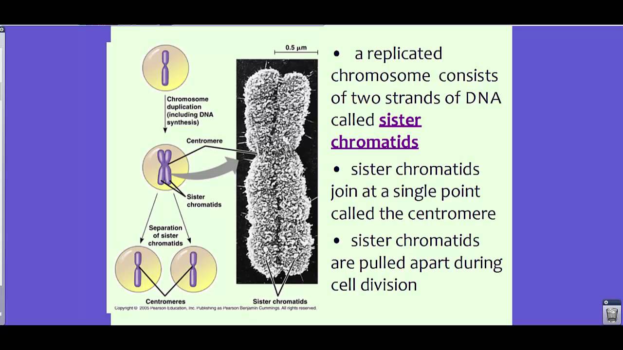 PABIO Unit 5 Prokaryotic Cell Reproduction YouTube