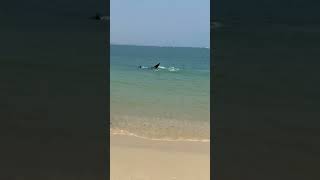 Huge Whale Shark Appears On Thai Beach