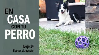 👍 En CASA con tu PERRO 🐕🏠 [JUGAR con tu PERRO en CASA - Juego 14 Buscar el Juguete] - Cuarentena by Funny Dogs Training - Maria José García 111 views 4 years ago 10 minutes, 56 seconds