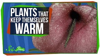 Plants That Keep Themselves Warm Plants That Keep Themselves Warm