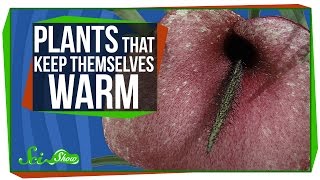 Plants That Keep Themselves Warm