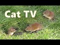 Mice Sounds for Cats ~ Mouse Noises for Your Cat PURRFECT ⭐ 8 HOURS ⭐