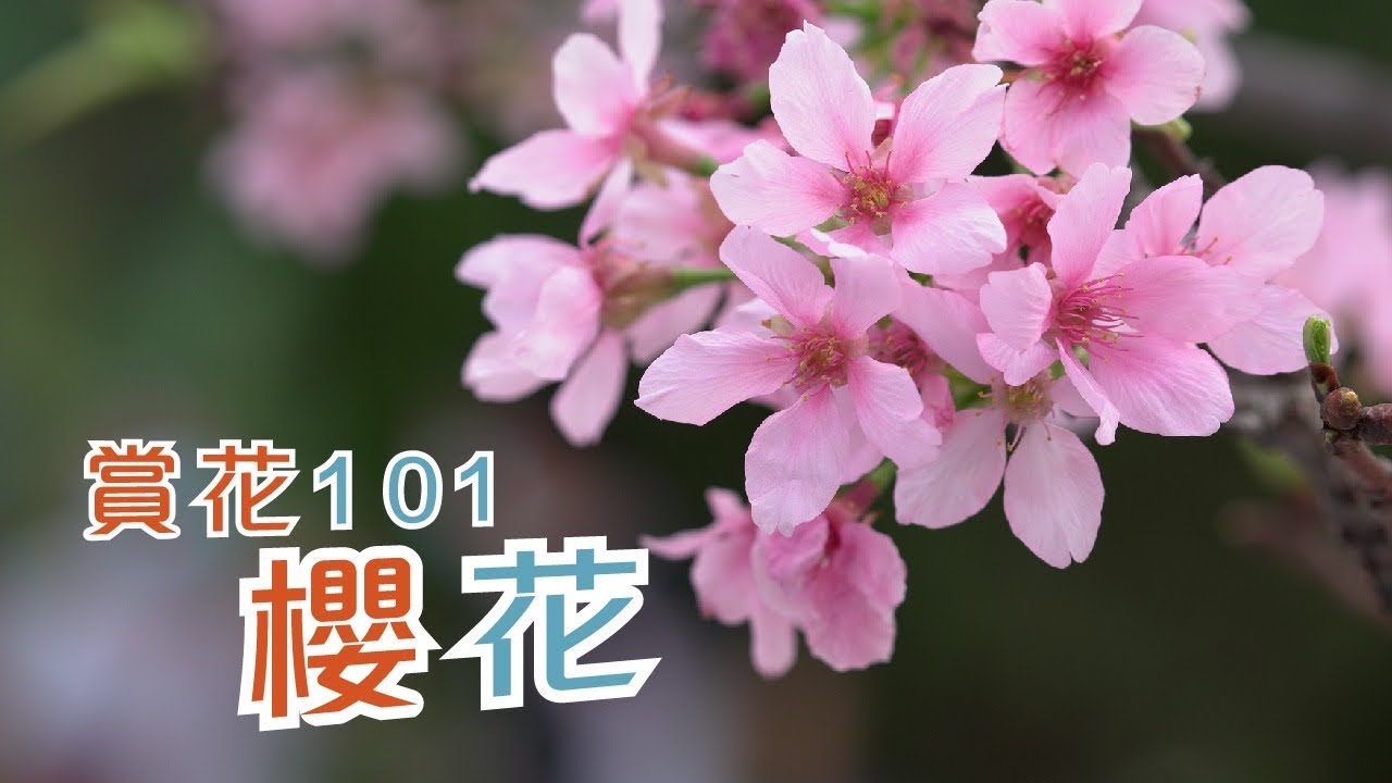 賞花101 櫻花 Appreciation Of Flowers 101 Cherry Blossom Youtube