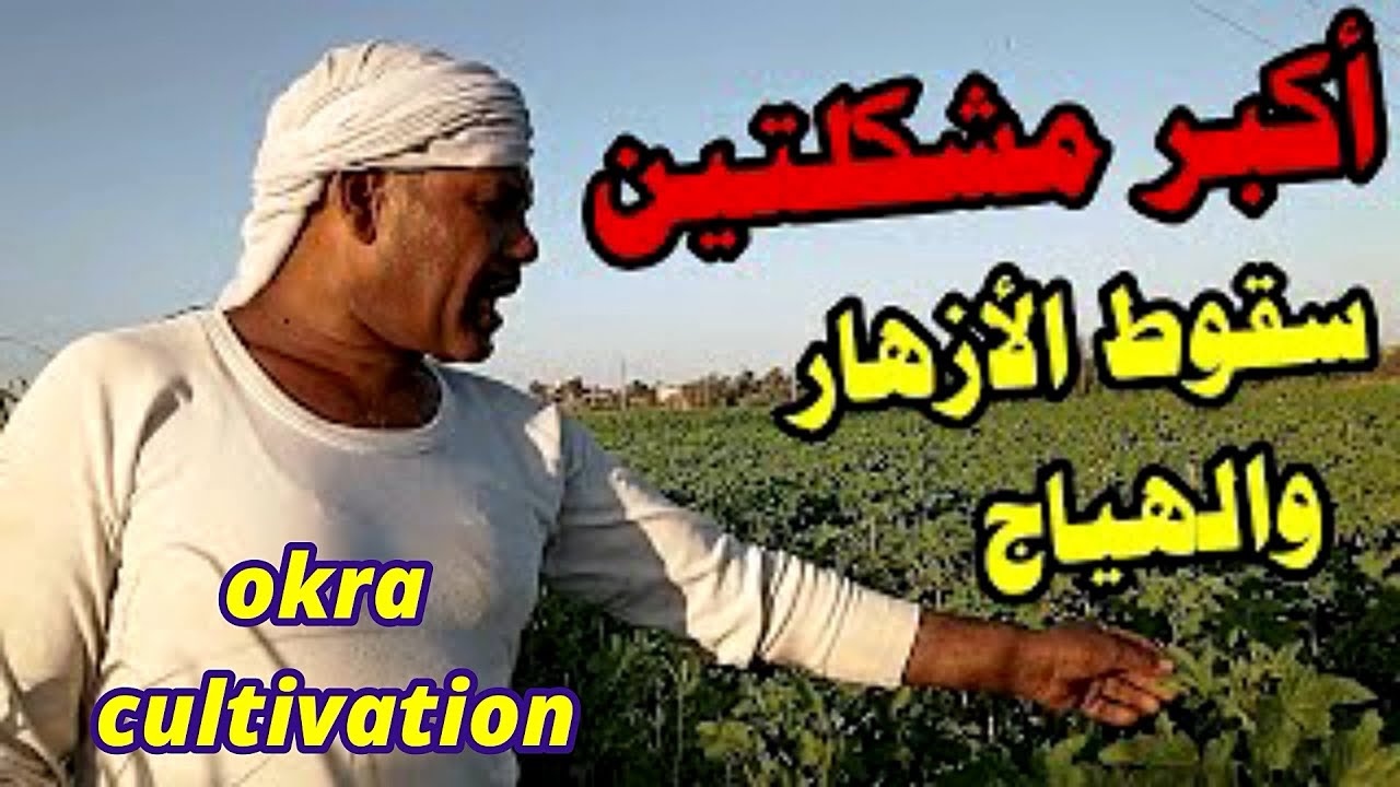 حل اكبر مشكلتين سقوط الازهار والنمو الخضري بدون ثمار في زراعة البامية