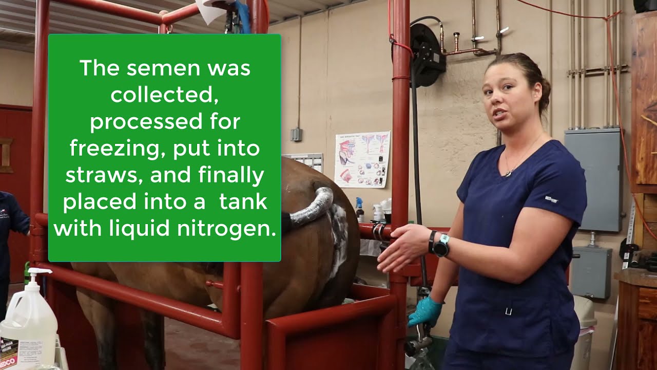 Mare Series: 6  Breeding With Frozen Semen