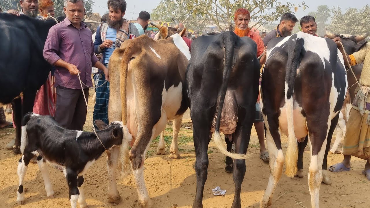 @আজ ১৮ ফেব্রুয়ারী ২৬ | বাচ্চাসহ ফ্রিজিয়ান গাভী গরুর দাম | রানীগঞ্জ হাট | দিনাজপুর 