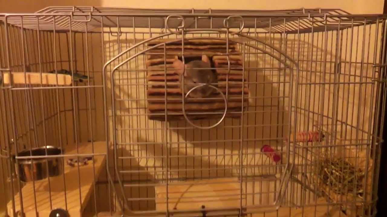 New chinchilla cage with wooden shelves YouTube