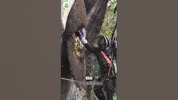 Nghề Săn Mật Ong Rừng Liều Lĩnh Bám Mình Giữa Trời Cao!