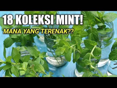 Video: Waktu Benih Bergamot - Mengumpulkan Biji dan Stek Bee Balm