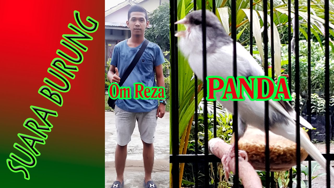 Suara Burung Kenari Juara Panda Milik Om Reza 