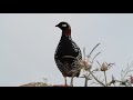 صوت الدراج العراقي صوت الدراج العراقي