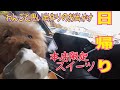 限定スイーツをゲット/わんこと思い出作りのお出かけ