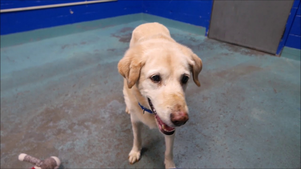 Steven - 15124 - Brooklyn ACC camera iphone 8 plus apk