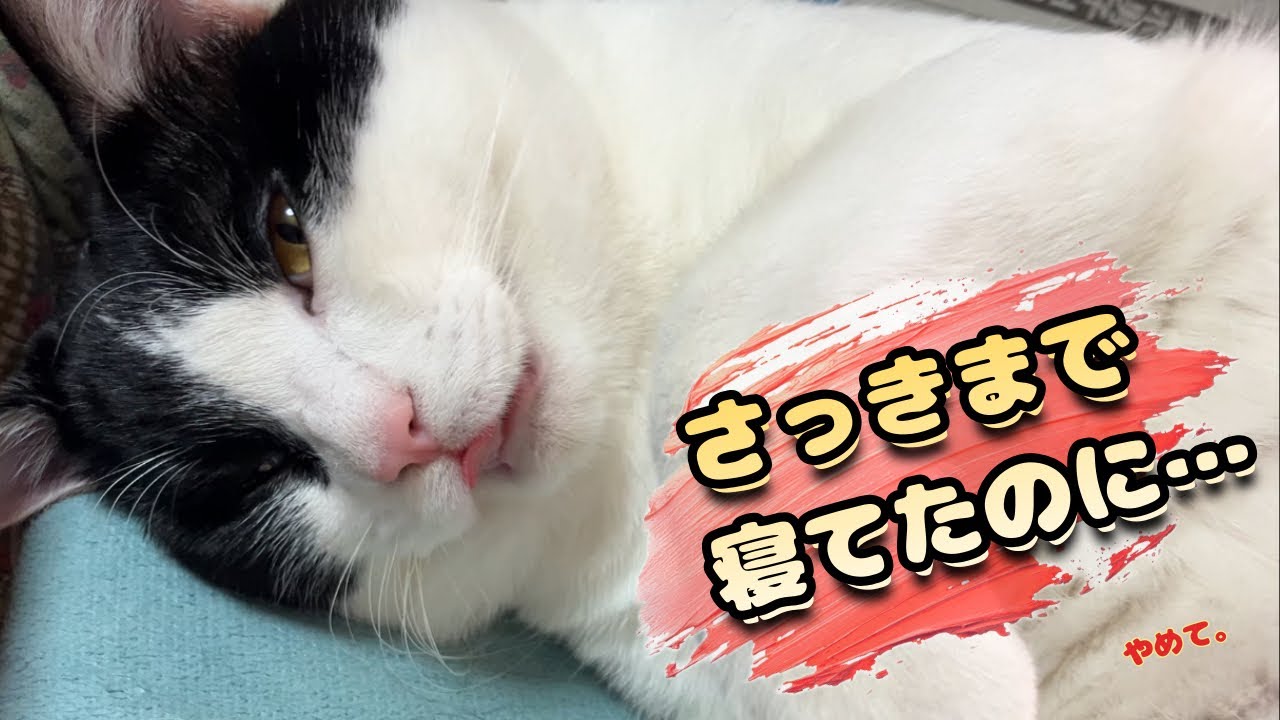 【猫】 完全に不機嫌 │ 日常Vlog