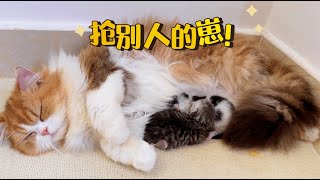 猫妈妈生的小奶猫被别的猫抢走了好委屈