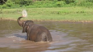 Elephant Celebrate Her First Bathing After Arrived A New Home  ElephantNews