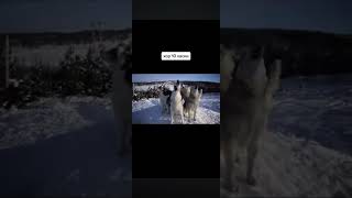 хор 10 хаски, лай собак #husky #funny #мемы #мем #хаски #крик #прикол #страшноекино #страх #сатана