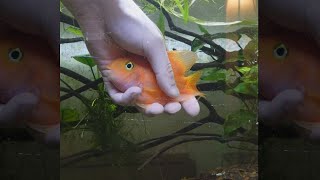 how to bond with your pet fish