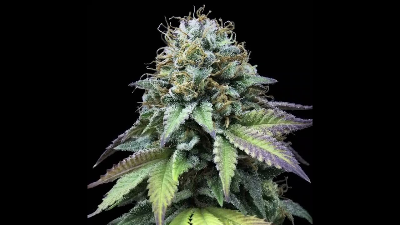 The Cannabis Plant Images Slideshow