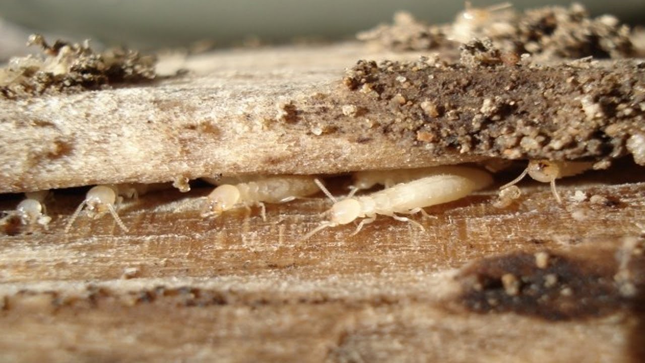 How to get rid of termites - YouTube