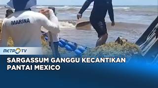 Upaya Semar Tangani Penumpukan Sargassum di Quintana Roo