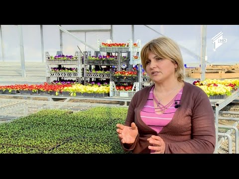 \"ფერმა\" - ჩითილების მოვლა, როგორი მოვლა ჭირდება სხვადასხვა ყვავილს