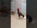 🔥 Original Lakha Tikar Aseel Murga 🐔 #shorts #desi #aseelmurga