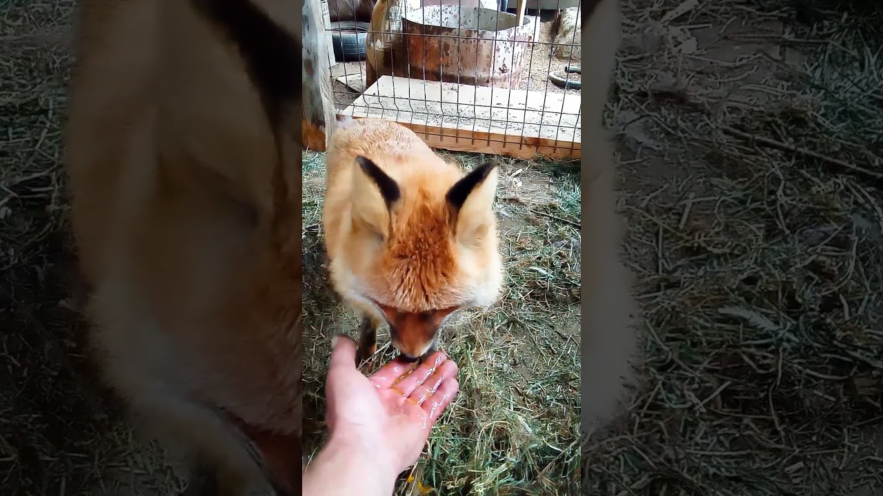 2785. Дикая лиса Маркиза и утренний завтрак. 