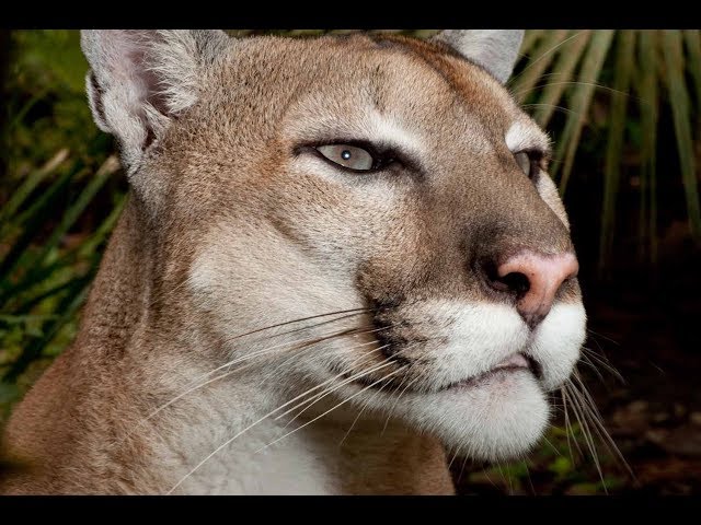 Puma Sounds | Puma | Puma Roar - YouTube