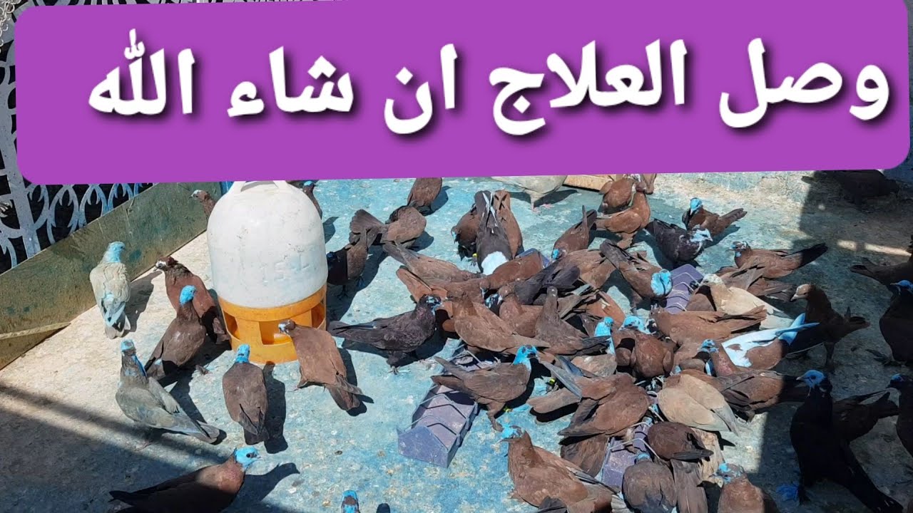 ح(21) يوميات سطح فارس الكربلائي وصل العلاج راح انطيه ان شاء الله