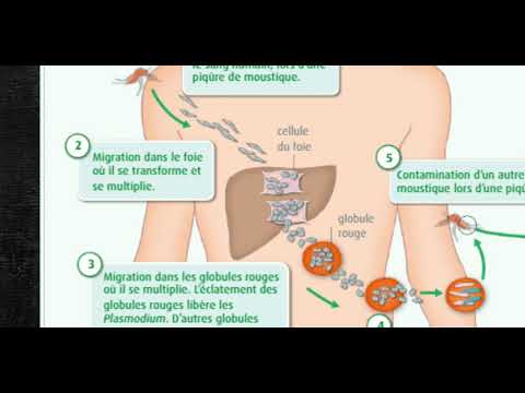 Vidéo: Éliminer Les Vecteurs Du Paludisme