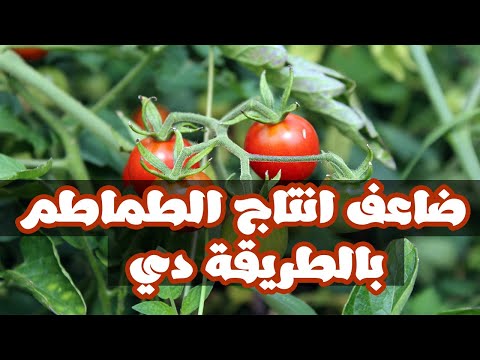 فيديو: زراعة طماطم Rapsodie: زراعة وزراعة نباتات الطماطم Rapsodie