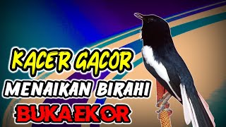 SUARA PANCINGAN KACER MENAIKAN BIRAHI AGAR GACOR BUKA EKOR