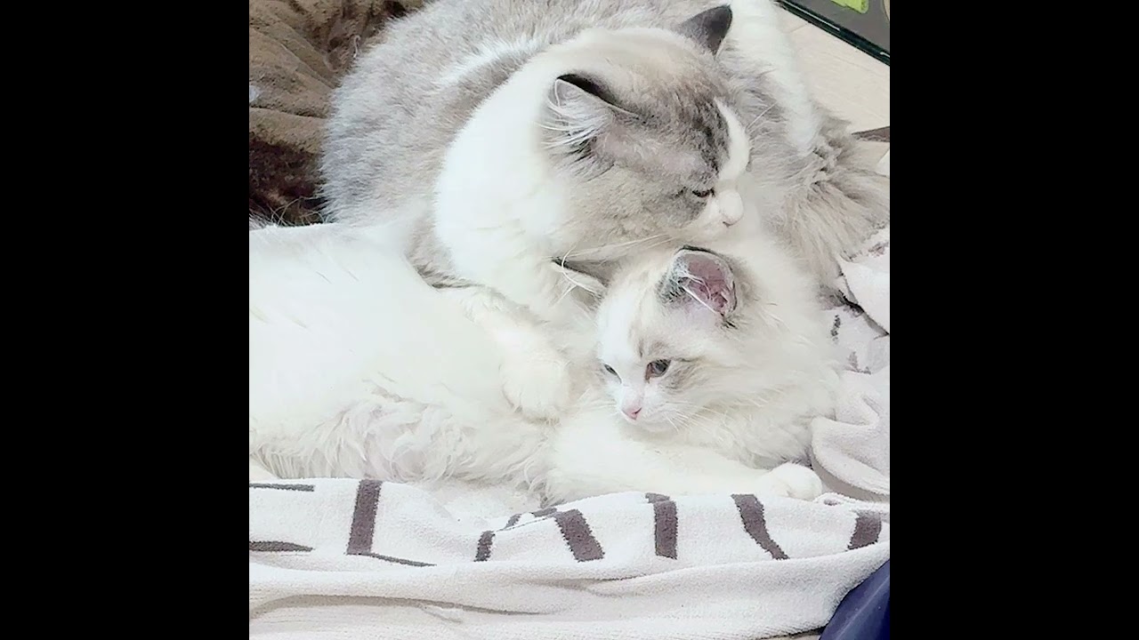 高新凱ブリーダー｜子猫ブリーダーナビ