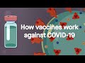 How vaccines work against COVID-19: Science, Simplified