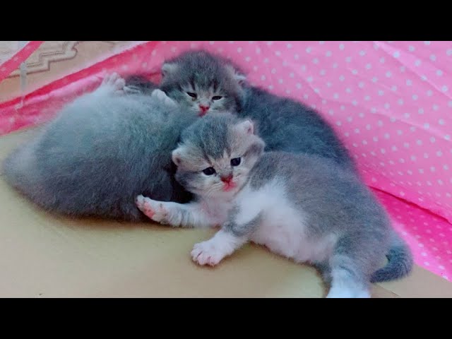 ♡ JV ♡ on Twitter  Funny cute cats, Cute cats, Cute baby cats